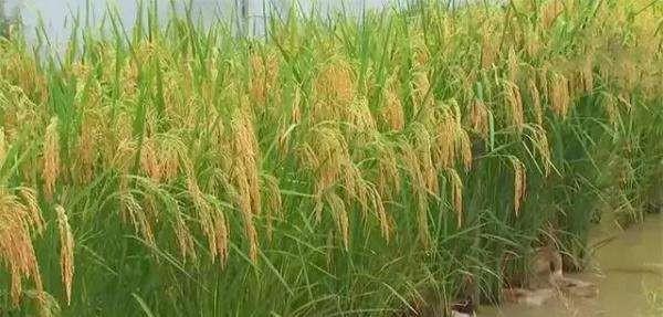 望月鳝真的存在吗