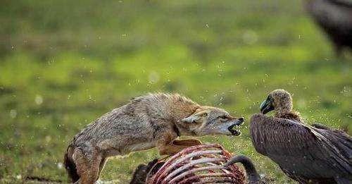 望月鳝真的存在吗