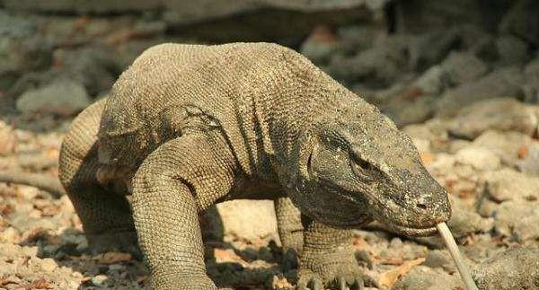 望月鳝真的存在吗