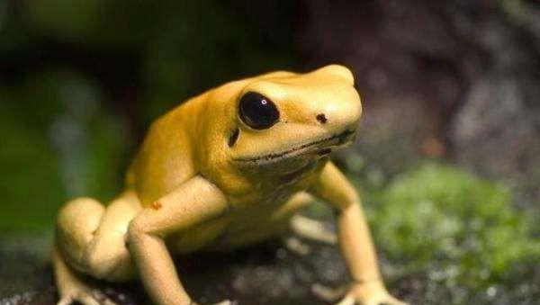 望月鳝真的存在吗