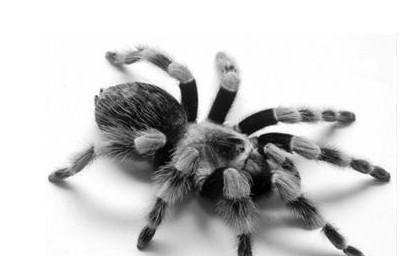 苍蝇怕什么味道