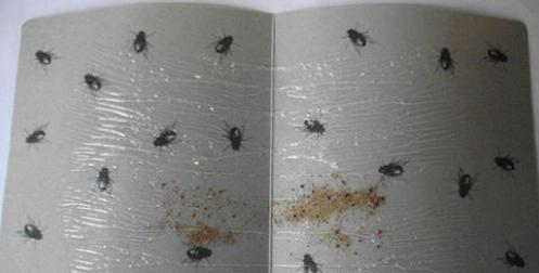 苍蝇怕什么味道