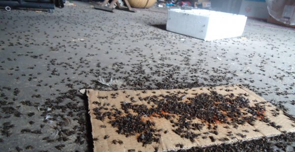 苍蝇怕什么味道