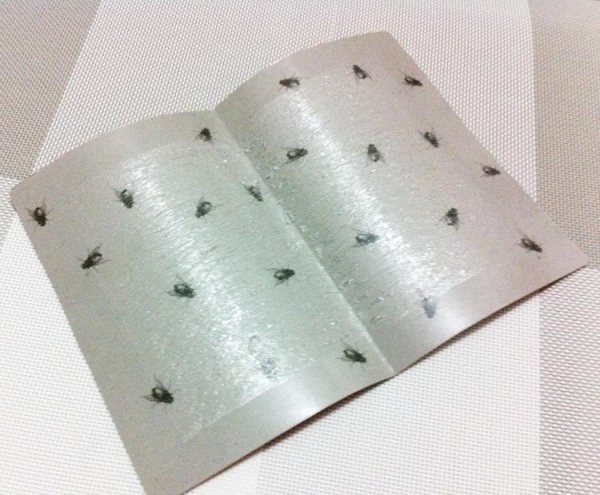 苍蝇怕什么味道