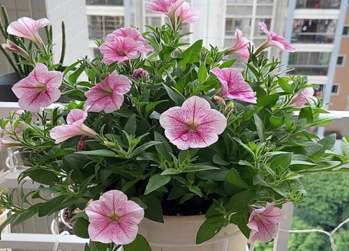 矮牵牛花期多长时间