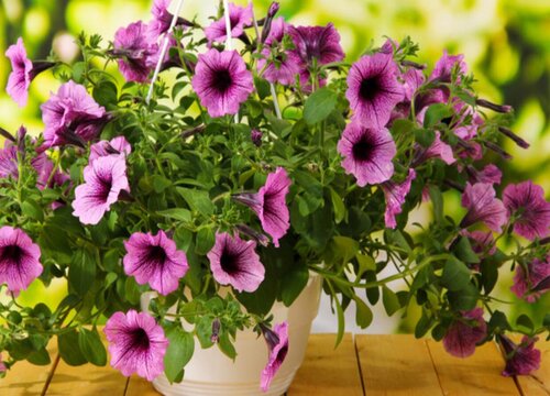 矮牵牛花期多长时间