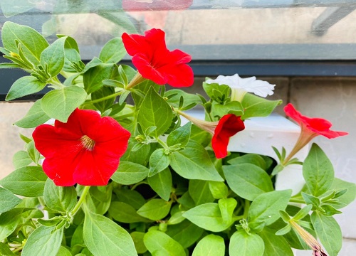 矮牵牛花期多长时间