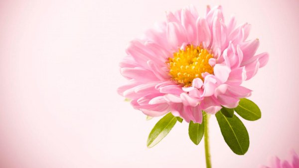 射手座的缺点有哪些