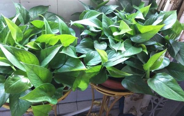 水培花没有营养液用什么代替