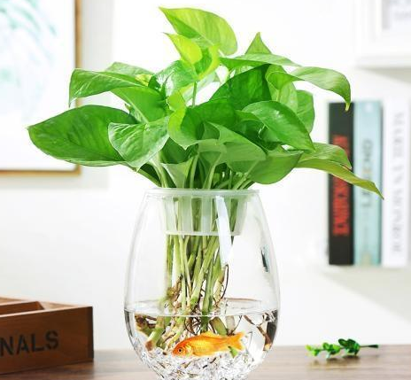 水培花没有营养液用什么代替