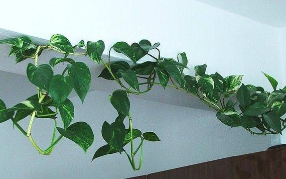 水培花没有营养液用什么代替