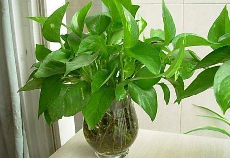 水培花没有营养液用什么代替