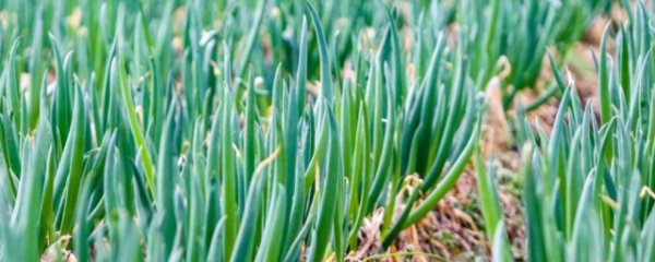 春分能不能种小葱