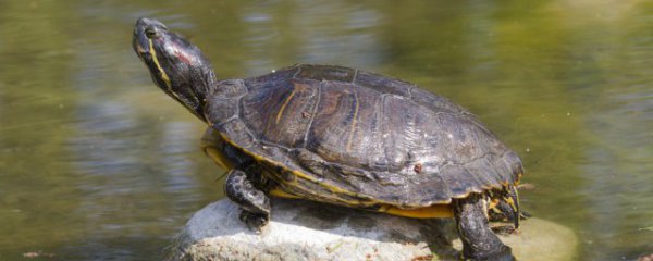 什么属相的人不宜养乌龟