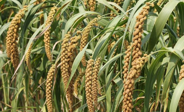 济南有什么特产可以带回家