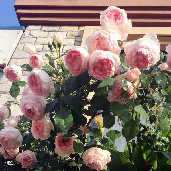 威基伍德月季的优缺特点介绍