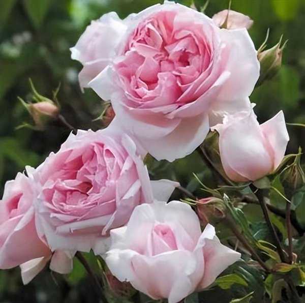 威基伍德月季的优缺特点介绍