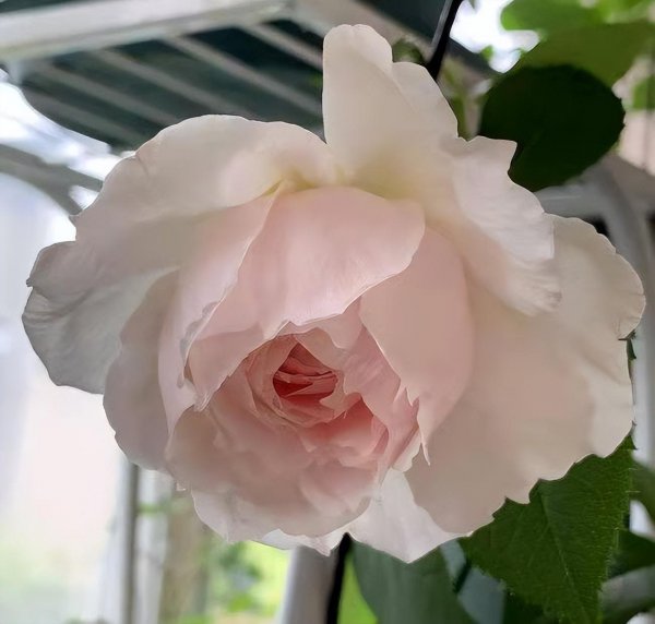 威基伍德月季的优缺特点介绍