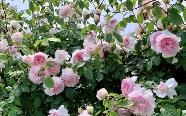 威基伍德月季的优缺特点介绍