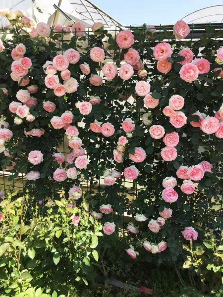 威基伍德月季的优缺特点介绍