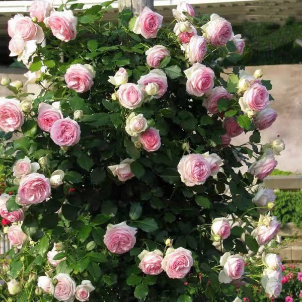 威基伍德月季的优缺特点介绍