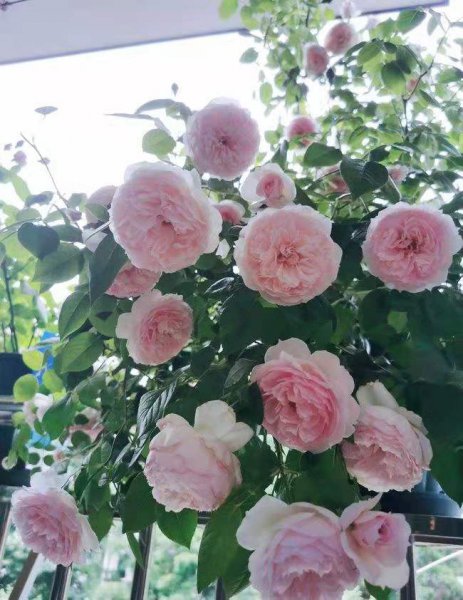 威基伍德月季的优缺特点介绍