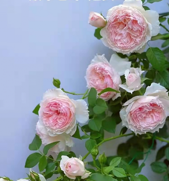 威基伍德月季的优缺特点介绍