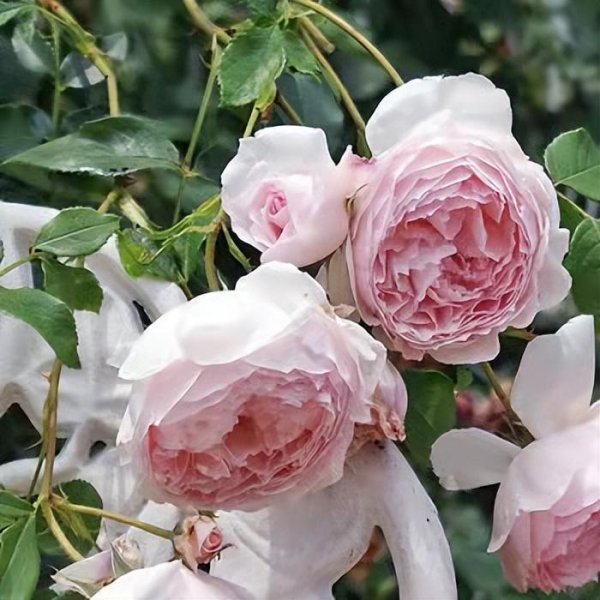 威基伍德月季的优缺特点介绍