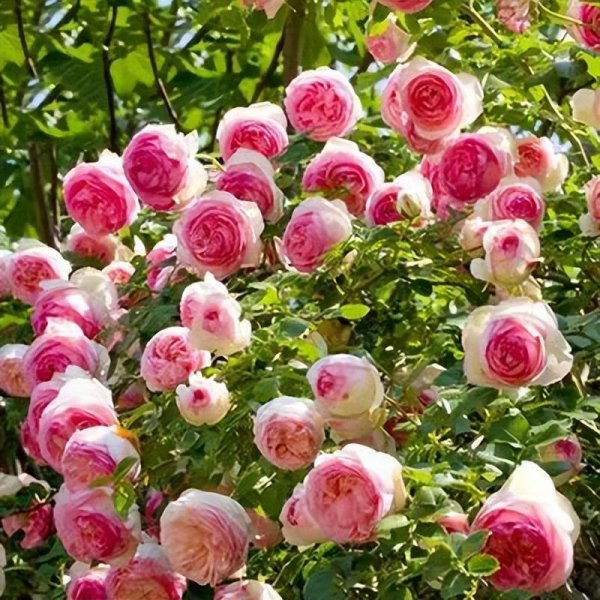 威基伍德月季的优缺特点介绍