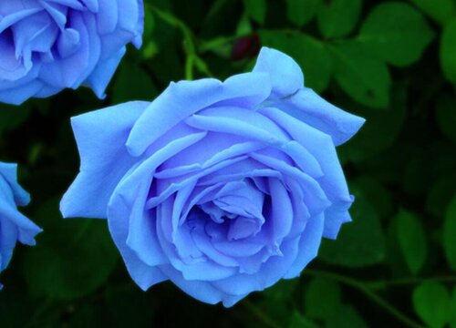 蓝色玫瑰代表什么象征意义