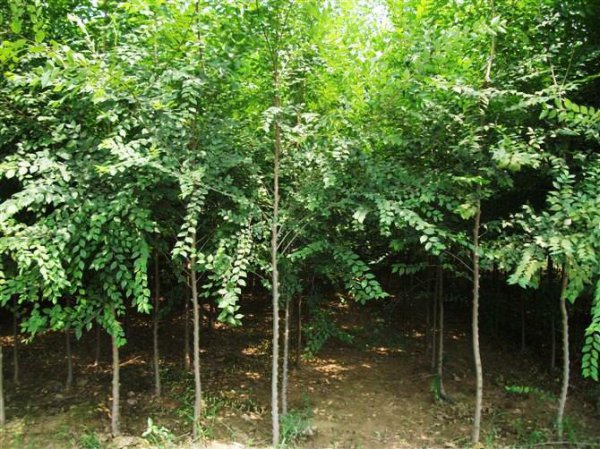 屋后种什么树有靠山