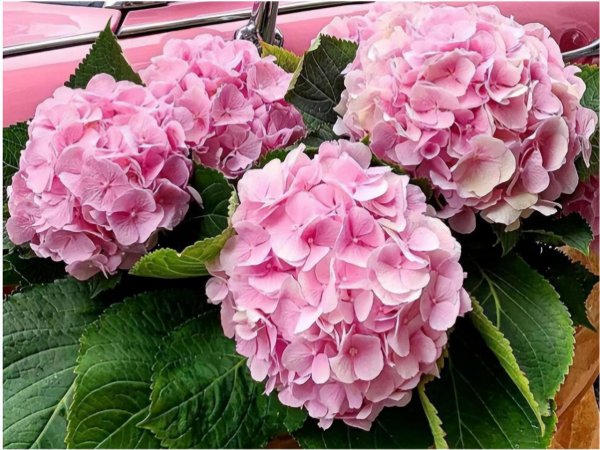 12星座谁最怕白羊座