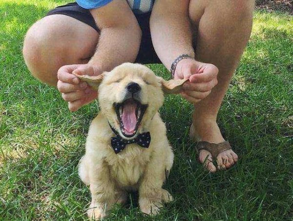 狗狗养不熟的表现