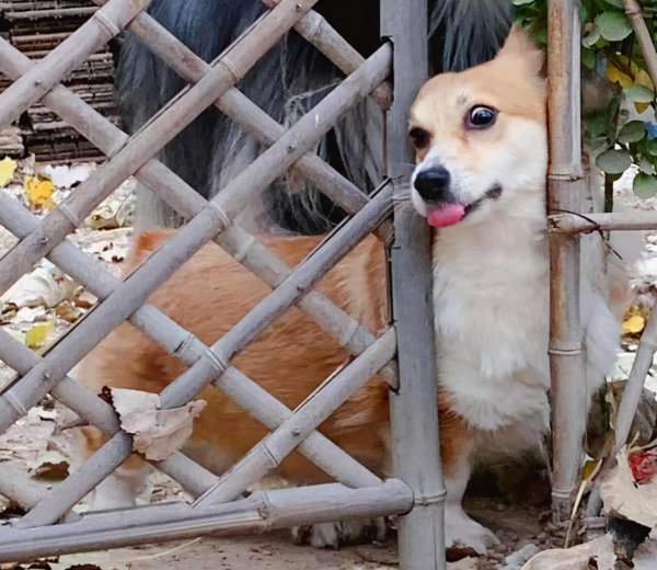 狗狗养不熟的表现