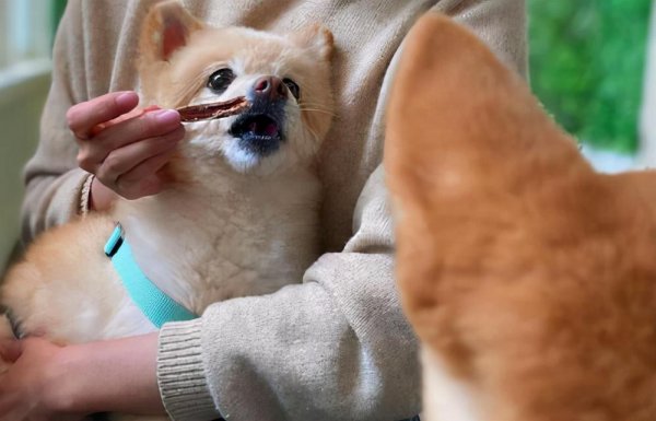 狗狗养不熟的表现