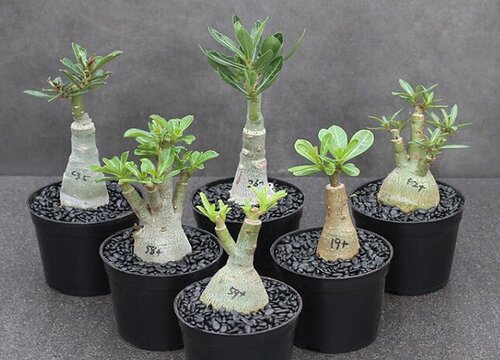 沙漠玫瑰开完花如何复壮工作