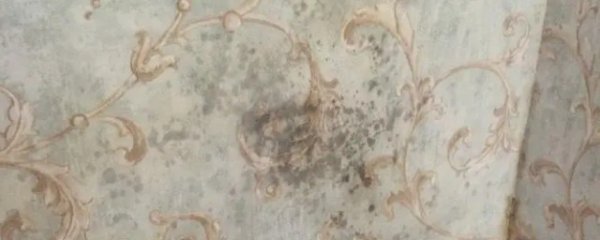 家里墙壁发霉怎么根除