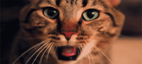 老虎属于什么科动物