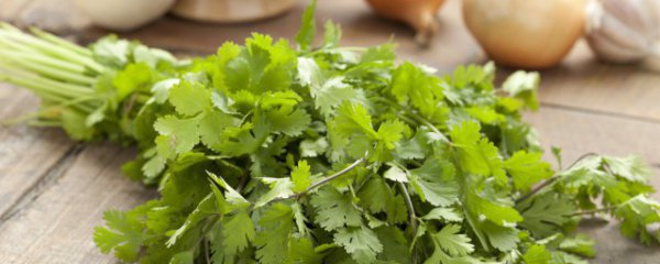 香菜是热性还是凉性的