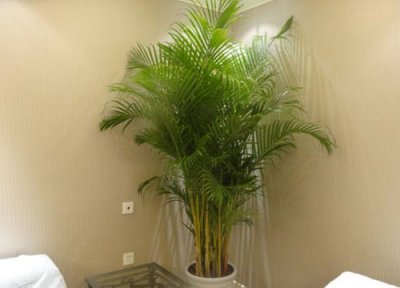 罗汉柴叶子干枯原因 罗汉柴叶子干枯怎么办