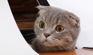 猫咪感冒怎么办 小猫感冒了怎么办