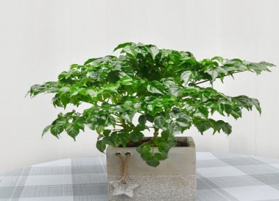 怎样让平安树的叶子绿油油 室内平安树怎么养护叶片油亮