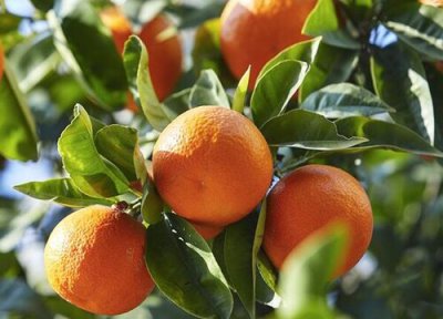 金桔带皮吃 金桔可以带皮吃吗