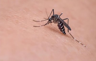长脚蚊子有毒吗 3种长脚蚊子虫让很多人深受其害