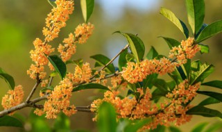 盆栽四季桂花树怎么养才长得好快 盆栽四季桂花树的养法