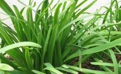 韭菜根种植技术和时间 懒人韭菜收割与养根注意问题