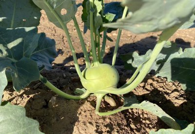 什么是十字花科蔬菜图片 生活中常见的十字花科蔬菜品种