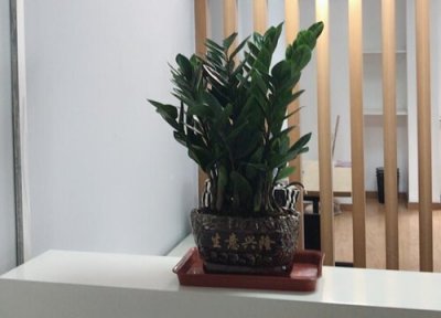 摇钱树价格 摇钱树多少钱一盆