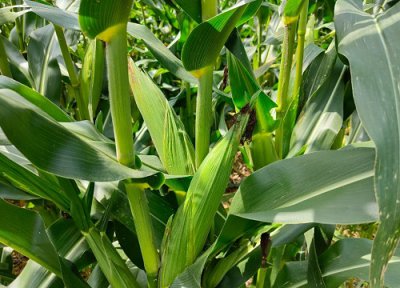 源育307玉米种子简介 源育307玉米品种审定公告