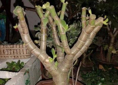 玉树开花后怎么修剪 养殖玉树如何修剪枝繁叶茂